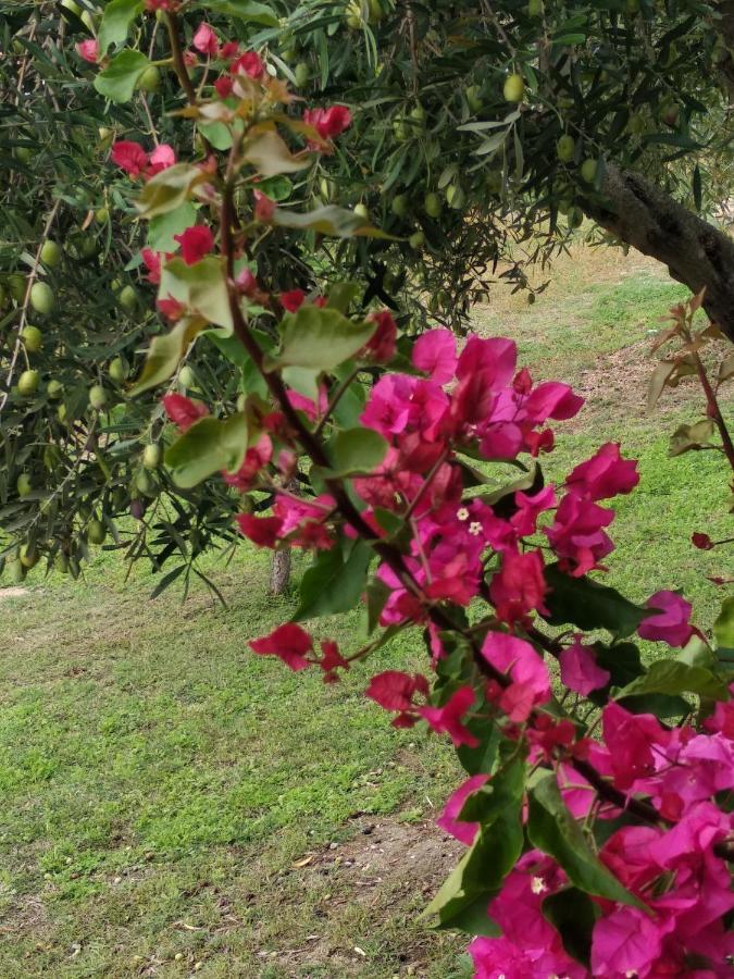 Ases Villa Lagonisi Halkidiki Ormos Panagias Luaran gambar